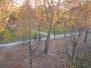  arbres dénudés (parc de Bercy)